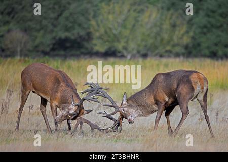 Two rutting red deer (Cervus elaphus) stags fighting by locking antlers during fierce mating battle in grassland at forest edge during rut in autumn Stock Photo