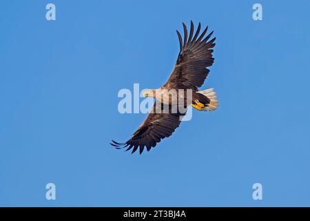 Ringed white-tailed eagle / Eurasian sea eagle / erne (Haliaeetus albicilla) adult calling in flight in summer against blue sky Stock Photo