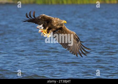 White-tailed eagle / Eurasian sea eagle / erne (Haliaeetus albicilla) adult catching fish in its talons from lake's water surface Stock Photo