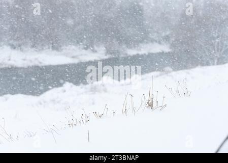 Landscape of tiny dry plants on the snow during a heavy snowfall Stock Photo