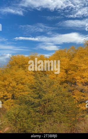 A dense group of trees with yellow leaves behind a small tree with green leaves and field plants in a forest in Richard Bong State Recreation Area, Wi Stock Photo