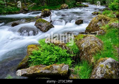 Ferns on a rock at the bank of a wild mountain river in the Gaularfjell area in Norway Stock Photo
