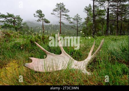 Fallen antler of a moose in Scandinavia Stock Photo