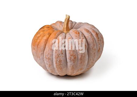 'Black Futsu' pumpkin squash with grey and orange skin on white background Stock Photo