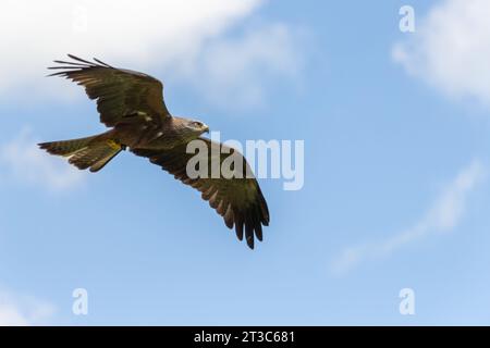 Eagle soaring across a cloudy sky Stock Photo