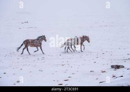 Herding horses in Kyrgyzstan Steppe Stock Photo