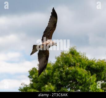Eagle flying across a cloudy sky Stock Photo
