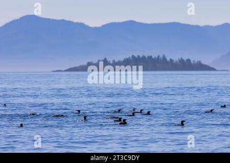 Common Murres and Rhinoceros Auklets in a raft along Haida Gwaii, British Columbia, Canada Stock Photo