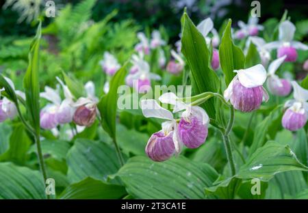 Lady's slipper orchid, aka lady slipper orchid or slipper orchid blooms in the summer garden. Stock Photo