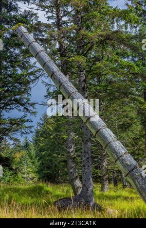 Totem pole with grooves marking numbers of potlatches, in the ancient village site of K'uuna Linagaay, aka Skedans, on Louise Island, aka K'uuna Gwaay Stock Photo