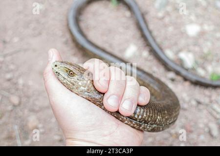 European legless lizard, Pseudopus apodus apodus, Sheltopusik. It's a non venomous reptile looks like a snake. Caught in Armenia Stock Photo