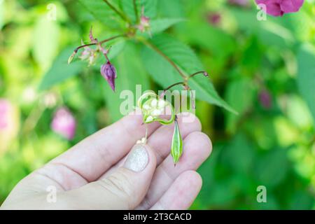 Himalayan balm seeds in hand close up photo. Policeman Helmet plant, Bobby Tops, Invasive asian plant species Stock Photo