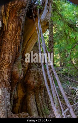 Western Hemlock roots reaching down to moisture on the forest floor from a tree perched on a cedar, in the rainforest on Haida Gwaii, British Columbia Stock Photo