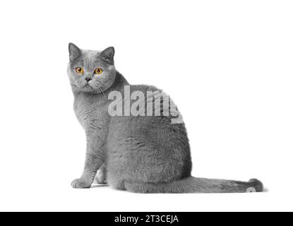 A cute british shorthair blue cat sits on a white background and looks at the camera with big orange eyes. Purebred gray cat isolated. Stock Photo
