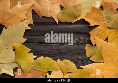 Dark wooden background for text with a frame of fallen autumn leaves of maple, sycamore, ginkgo biloba, oak, flat lay. Stock Photo
