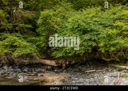 Pacific Crab Apple, Malus fusca, trees at UNESCO World Heritage Site Sgang Gwaay Llnagaay, an ancient village site in Gwaii Haanas National Park Reser Stock Photo