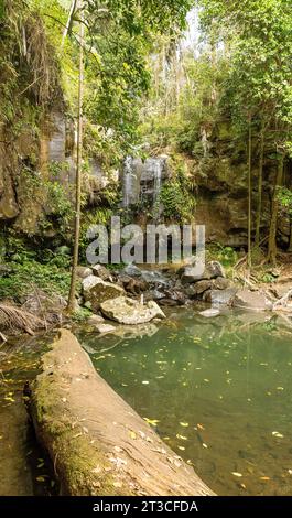 Mt Tamborine National Park holds some of the oldest woodland in Queensland, Australia Stock Photo