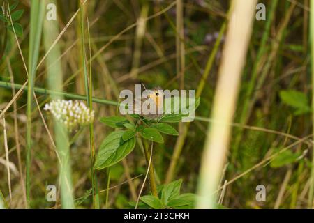 Hyponephele lycaon Family Nymphalidae Genus Hyponephele Dusky meadow brown butterfly wild nature insect photography, picture, wallpaper Stock Photo