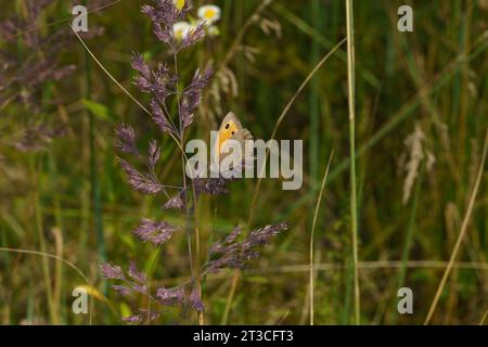 Hyponephele lycaon Family Nymphalidae Genus Hyponephele Dusky meadow brown butterfly wild nature insect photography, picture, wallpaper Stock Photo