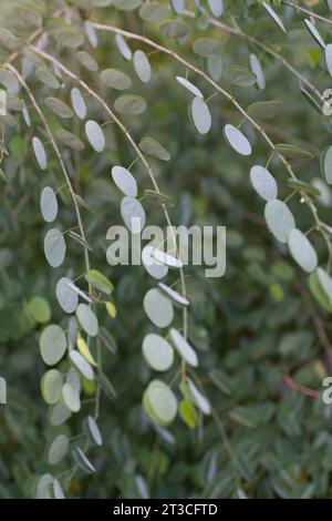 Bauhinia tomentosa, Yellow bell orchid tree, has beautiful two-lobed leaves that appear silvery in the morning light. Stock Photo