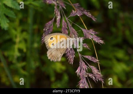 Hyponephele lycaon Family Nymphalidae Genus Hyponephele Dusky meadow brown butterfly wild nature insect photography, picture, wallpaper Stock Photo