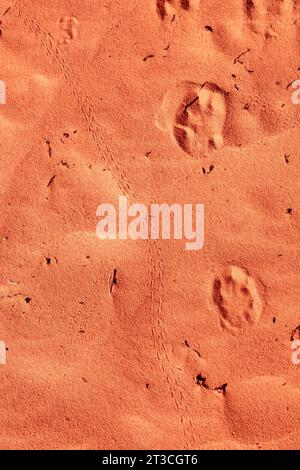 Animal tracks. Photograph of sand dunes in Antelope Valley, Emery County, Utah, USA on a beautiful autumn morning. Stock Photo