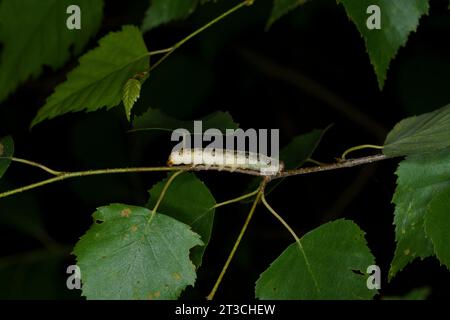 Achlya flavicornis Family Drepanidae Genus Achlya Yellow horned moth caterpillar wild nature insect photography, picture, wallpaper Stock Photo