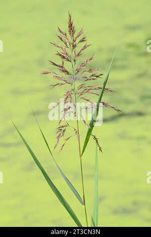 Reed aquatic plant on a background of blue sky. Water reed against the ...