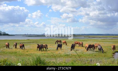 Panoramic view, a group of horses in front of the bay of Wismar, baltic sea in Germany Stock Photo