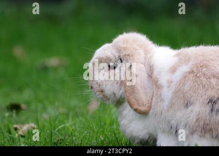 Rabbit, ram rabbit, floppy ears, pet, side profile, autumn, grass, Germany, side view of a ram rabbit. The rabbit is sitting on a lawn with autumn Stock Photo