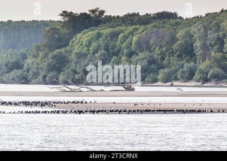 Dalmatian Pelican (Pelecanus crispus) and great cormorant (Phalacrocorax carbo), large flock of birds on a sandbank in the Danube, Romania Stock Photo