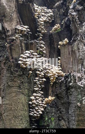 Sulphur tuft (Hypholoma fasciculare), Emsland, Lower Saxony, Germany Stock Photo