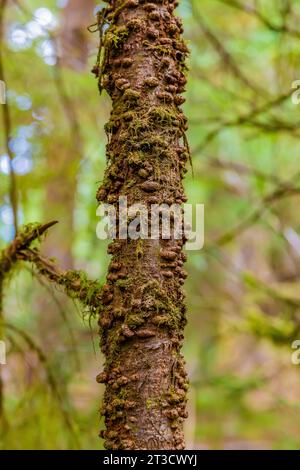 Warty growths on Western Hemlock trunk on Gandll K'in Gwaay.yaay, aka Hotspring Island), in Gwaii Haanas National Park Reserve, Haida Gwaii, British C Stock Photo