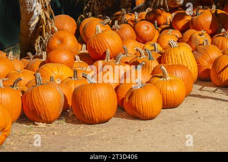 Large group of pumpkins on the ground at a harvest festival’s pumpkin patch Stock Photo