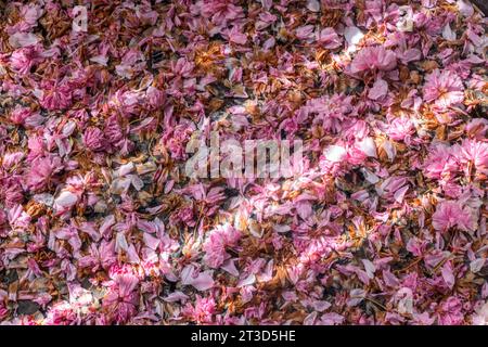 A carpet of fallen pink cherry blossom lies on a pool of water in Vancouver, Canada. Rays from the Spring sunshine are spread across the petals. Stock Photo