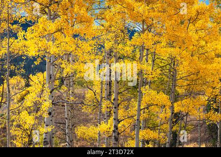 Autumn Color with Aspens turning - along Kebler Pass road west of Crested Butte, Colorado.  One of the largest Aspen forests in the world. Stock Photo