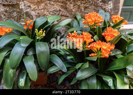 Flowering plants of Natal lily or bush lily (Clivia miniata) with showy orange flowers against an old stone wall, Liguria, Italy Stock Photo