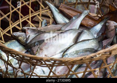 Fish - A Days Catch in Woven Basket Stock Photo
