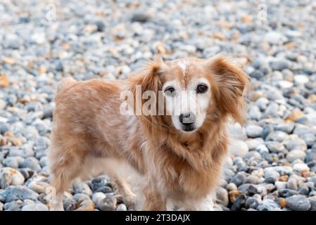 Honey-colored dog, cocker spaniel, on a pebble beach Stock Photo