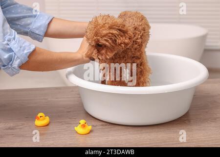 Woman washing cute Maltipoo dog in basin indoors. Lovely pet Stock Photo
