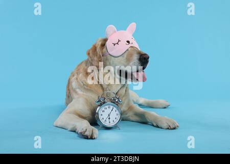 Cute Labrador Retriever with sleep mask and alarm clock resting on light blue background Stock Photo