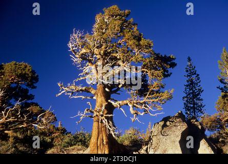 Juniper, Carson Pass National Scenic Byway, Eldorado National Forest, California Stock Photo