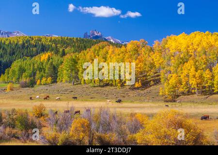 Farms and Ranches showing autumn color with Aspens turning - along the Ohio Pass road between Gunnison and Crested Butte, Colorado. Stock Photo