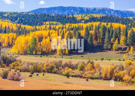 Farms and Ranches showing autumn color with Aspens turning - along the Ohio Pass road between Gunnison and Crested Butte, Colorado. Stock Photo