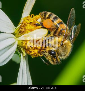 honey bee on yellow flower gathering pollen Stock Photo