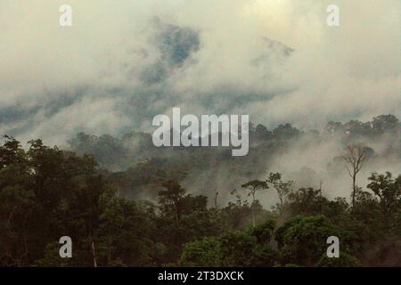 Landscape of a rainforest area at the foot of Mount Tangkoko and Duasudara (Dua Saudara) in Bitung, North Sulawesi, Indonesia. A new report by Wildlife Conservation Society revealed that high-integrity tropical forests are estimated to remove and store around 3.6 billion tons of CO2 per year (net) from the atmosphere, but to protect them the stakeholders must save the large frugivores. Large-bodied wildlife species, in particularly fruit eaters such as primates, hornbills, and others—disperse large seeds from tree species with high carbon stock capacity, according to the scientists. Stock Photo