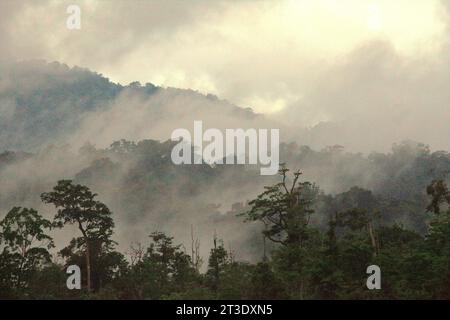 Landscape of a rainforest area at the foot of Mount Tangkoko and Duasudara (Dua Saudara) in Bitung, North Sulawesi, Indonesia. A new report by Wildlife Conservation Society revealed that high-integrity tropical forests are estimated to remove and store around 3.6 billion tons of CO2 per year (net) from the atmosphere, but to protect them the stakeholders must save the large frugivores. Large-bodied wildlife species, in particularly fruit eaters such as primates, hornbills, and others—disperse large seeds from tree species with high carbon stock capacity, according to the scientists. Stock Photo