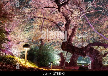 Night view of Gyerim forest in Gyeongju, Korea Stock Photo