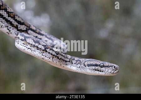 Murray Darling Carpet Python Stock Photo