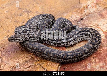 Australian Murray Darling Carpet Python Stock Photo